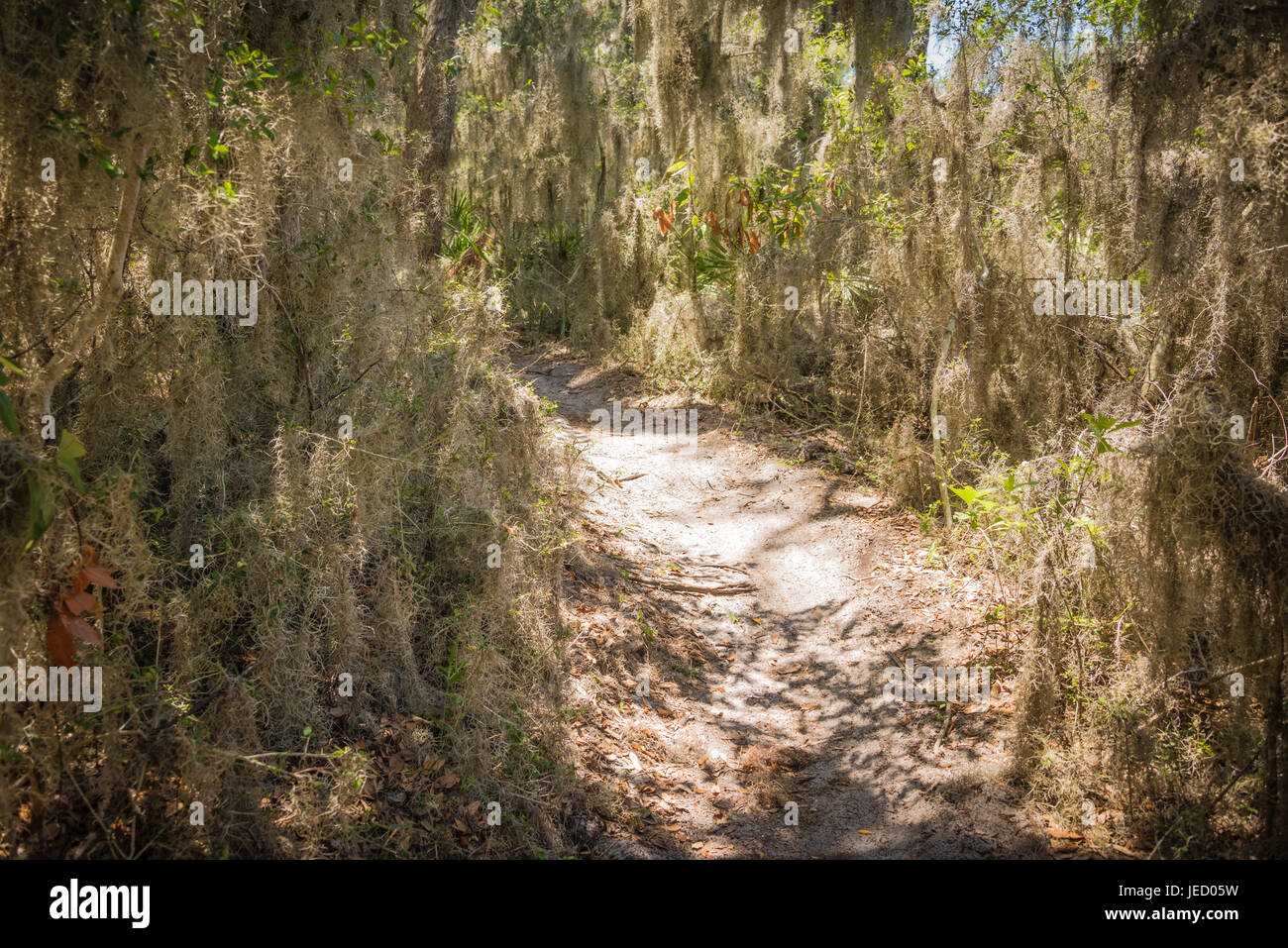 Thick Spanish moss along a hiking and biking trail at Fort Clinch State