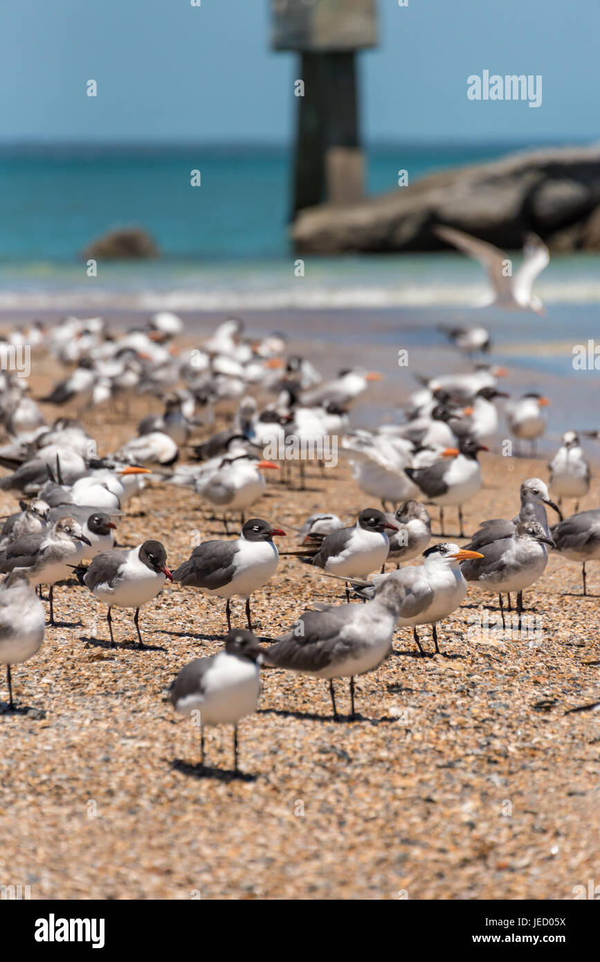 Seagulls and Royal Terns along the shoreline on Amelia Island at Fort Clinch State Park in Fernandina Beach, Florida. (USA) Stock Photo