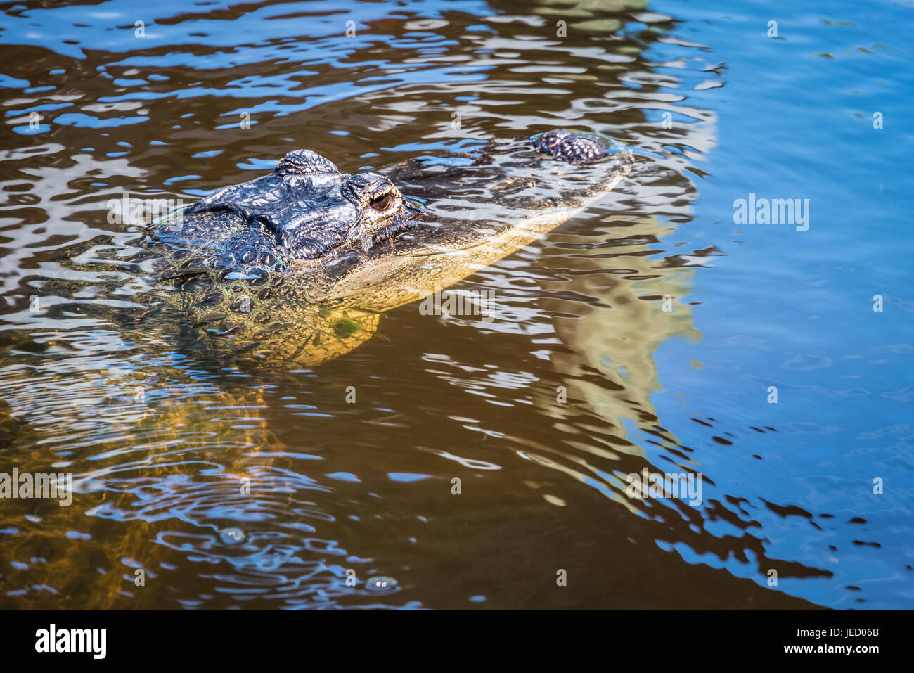 Florida State Reptile