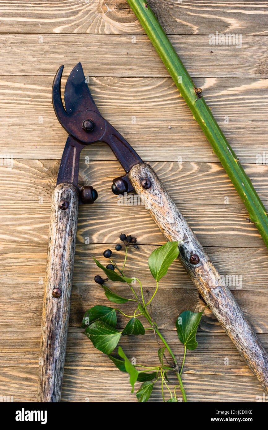 Loppers lay beside the huge Blackberry bush stalk just cut with Ivy Stock Photo