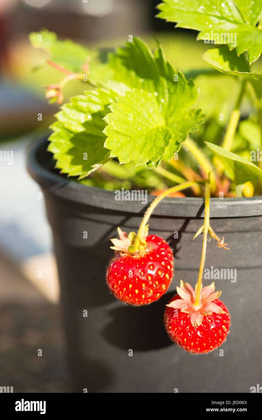 Two berries hang over the side outside the pot fruit on the vine Stock Photo Alamy