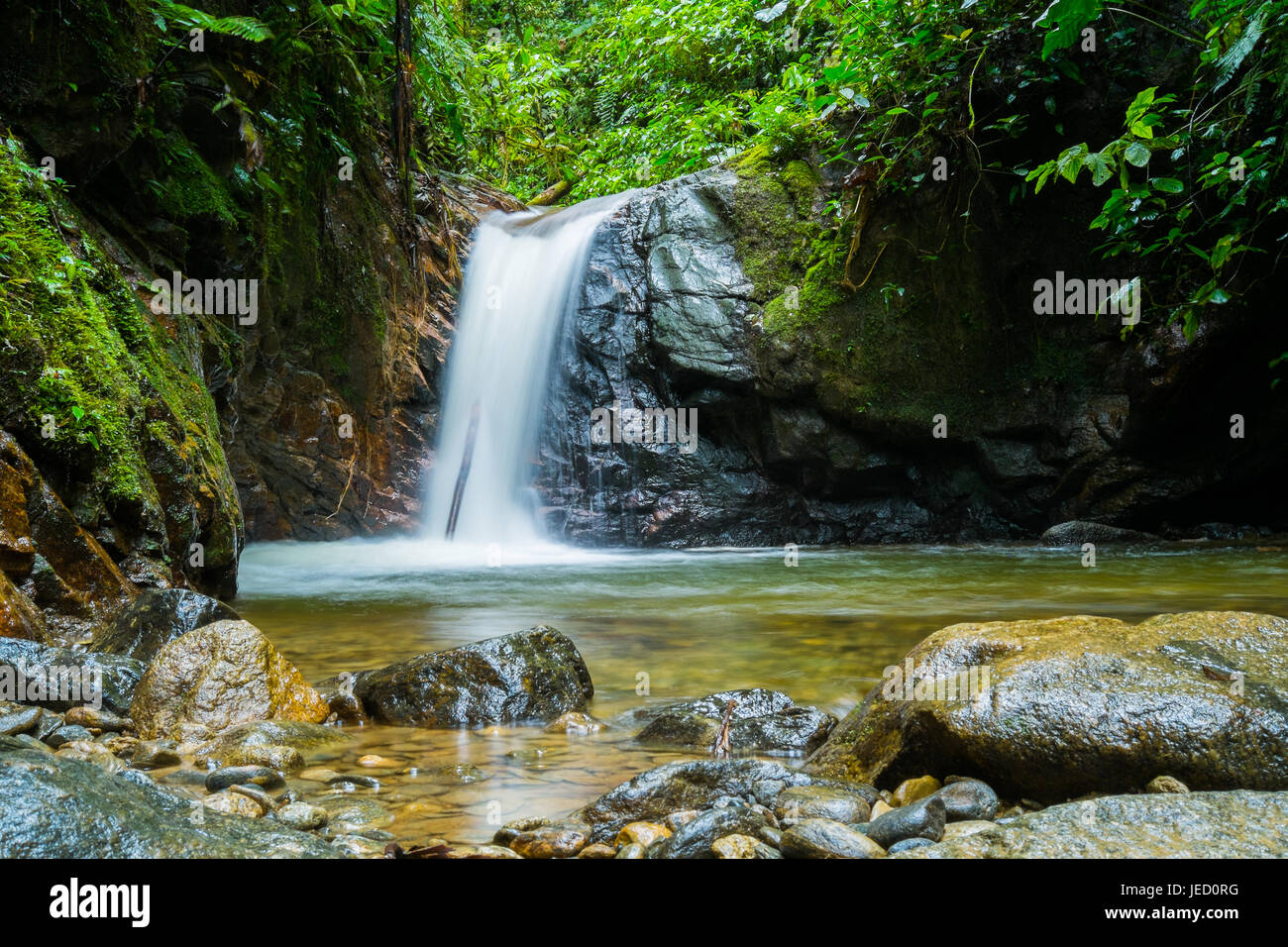 Waterfall in Podocarpus National Park near Zamora, Ecuador Stock Photo