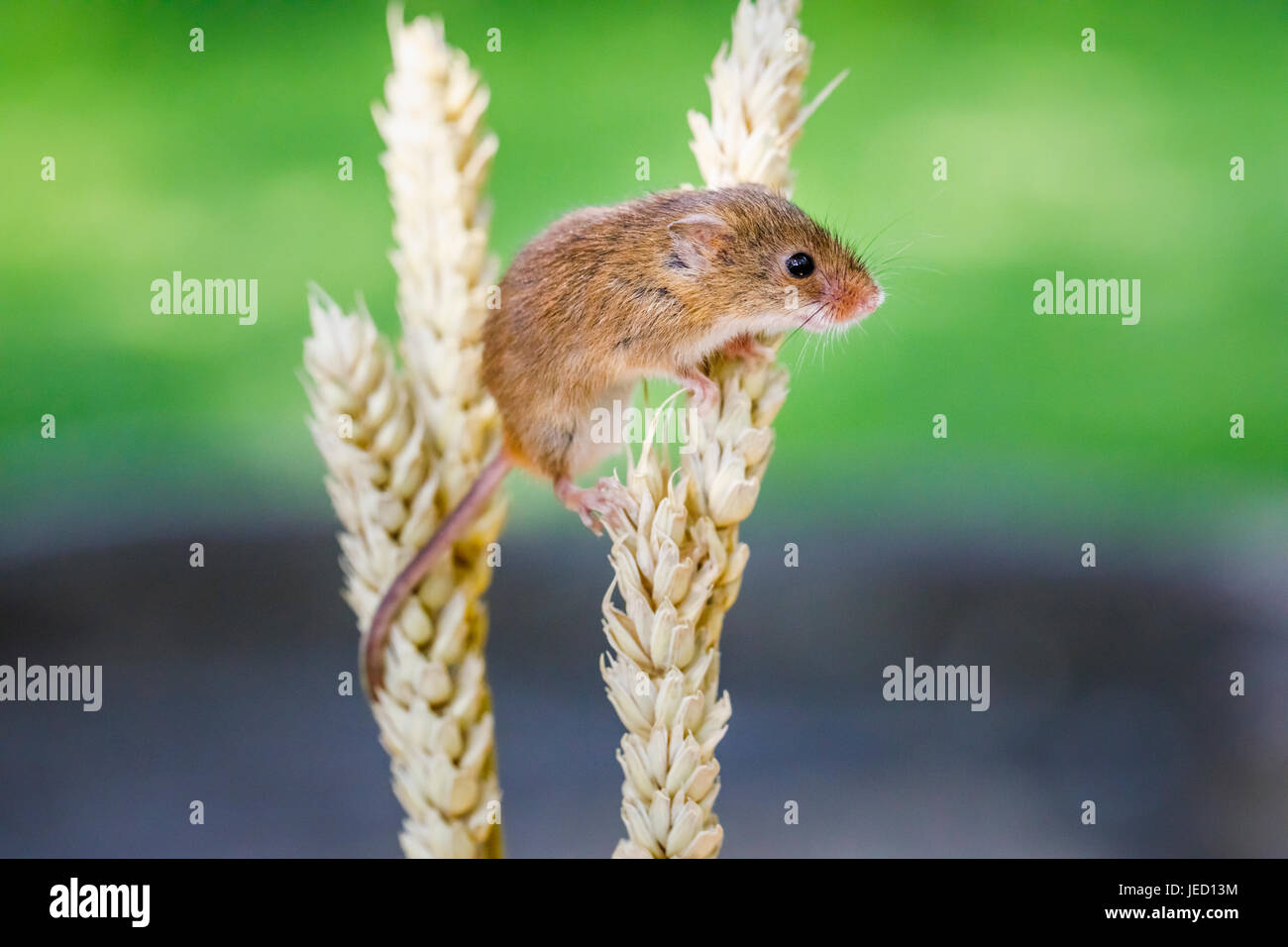 Harvest Mouse Climbing High Resolution Stock Photography and Images Alamy