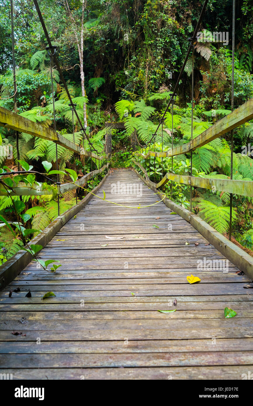 Suspension bridge in Podocarpus National Park near Zamora, Ecuador Stock Photo