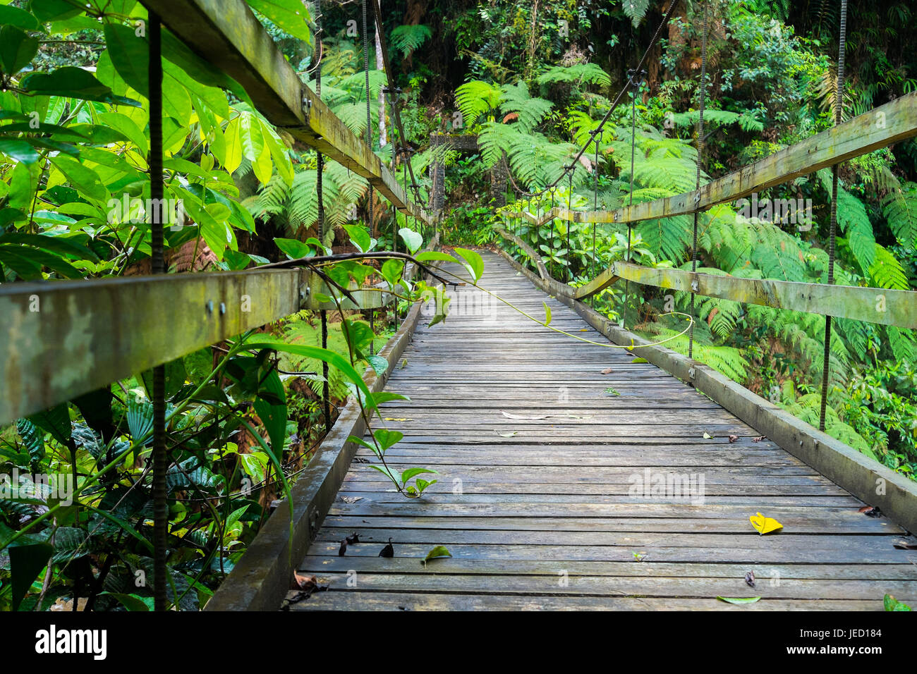 Suspension bridge in Podocarpus National Park near Zamora, Ecuador Stock Photo