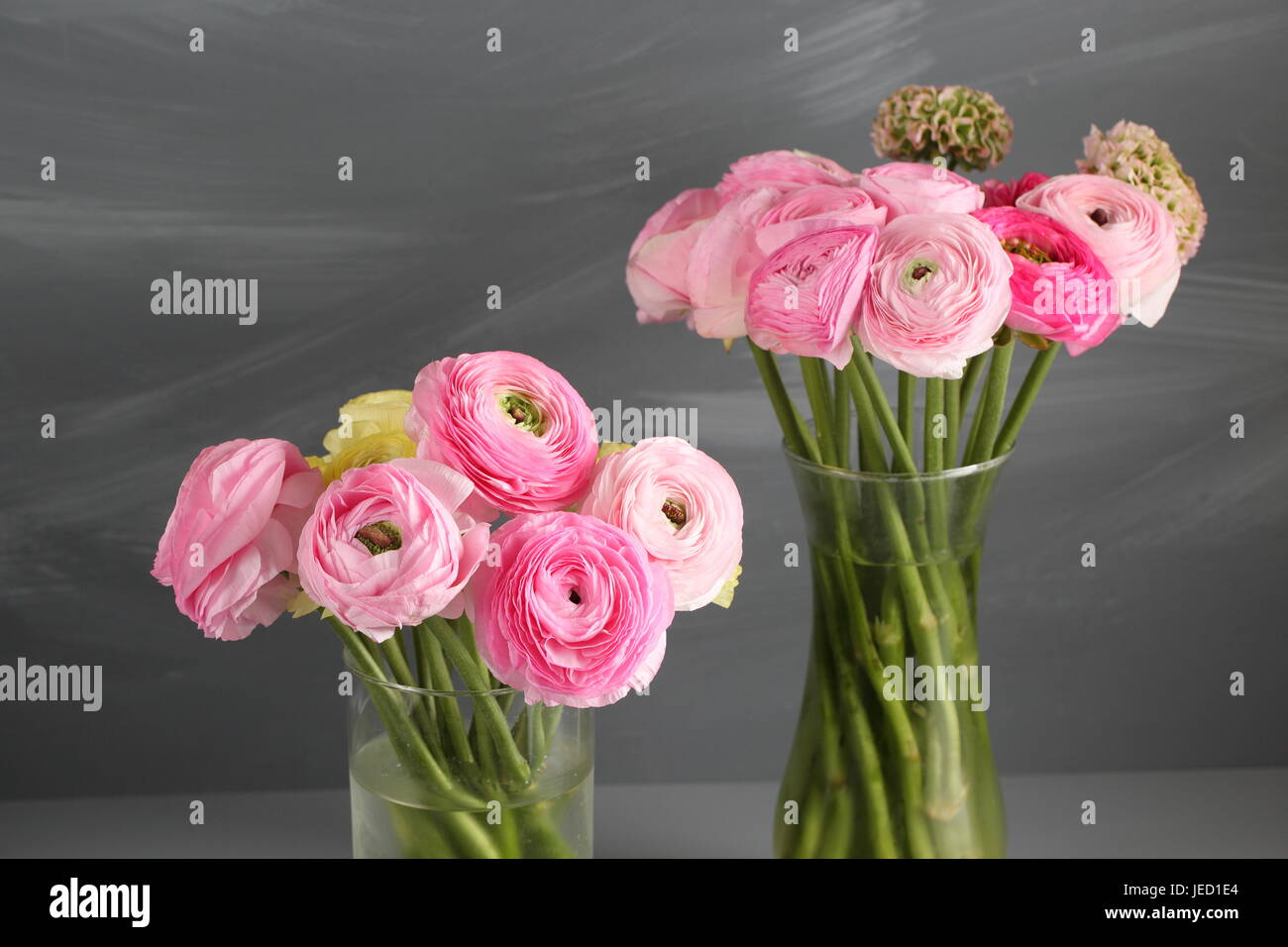 Multicolor pink buttercup, Ranunculus in the glass vase on the gray ...