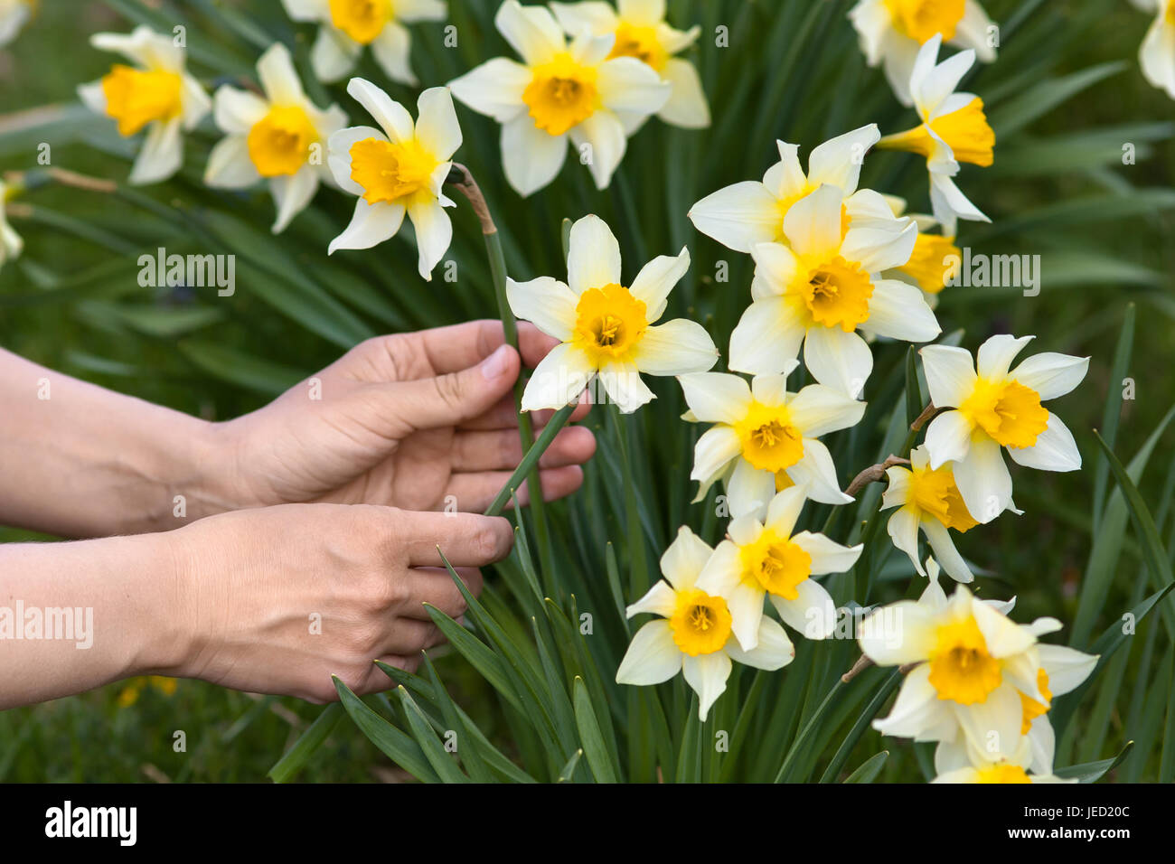 closeup of hands picking narcissus flowers in the garden Stock Photo
