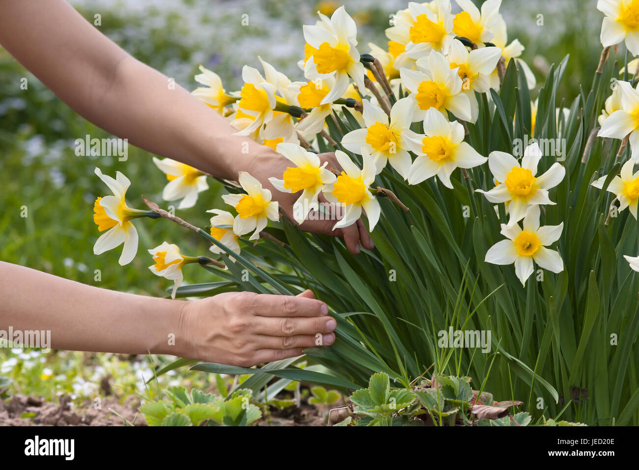 hands picking narcissus flowers in the garden Stock Photo