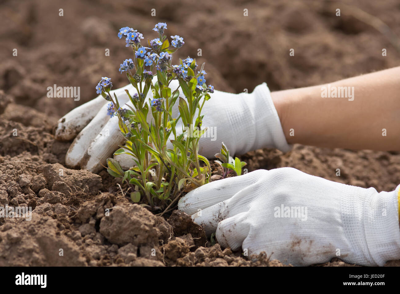 hands in gloves planting forget-me-not in the garden Stock Photo