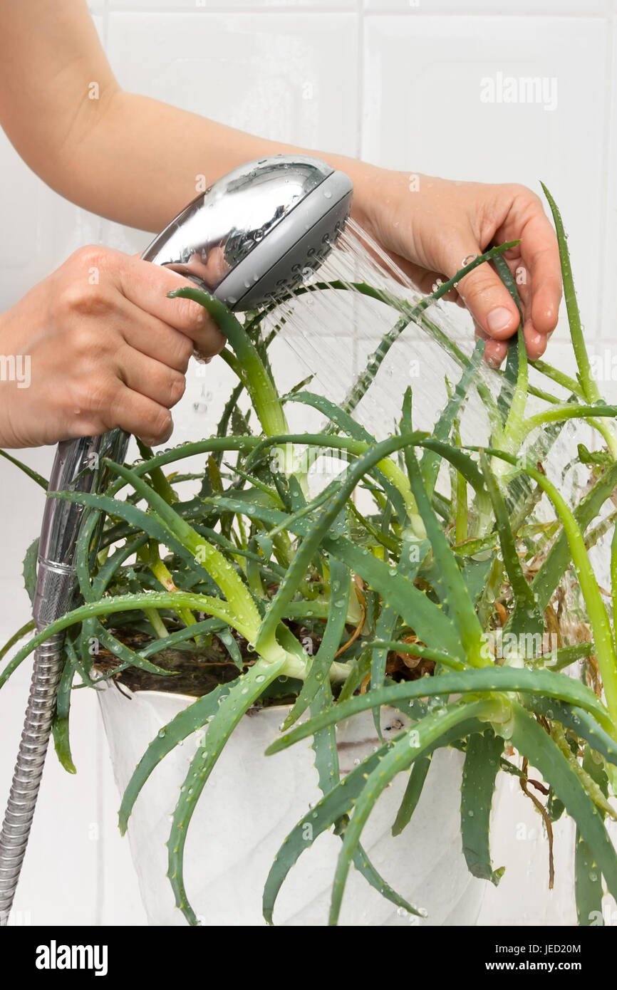 hands pouring from the shower aloe plant to clean and hydrate it Stock Photo