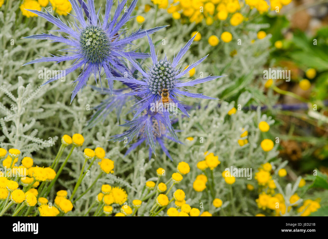 Sea holly with bee in dry garden Stock Photo