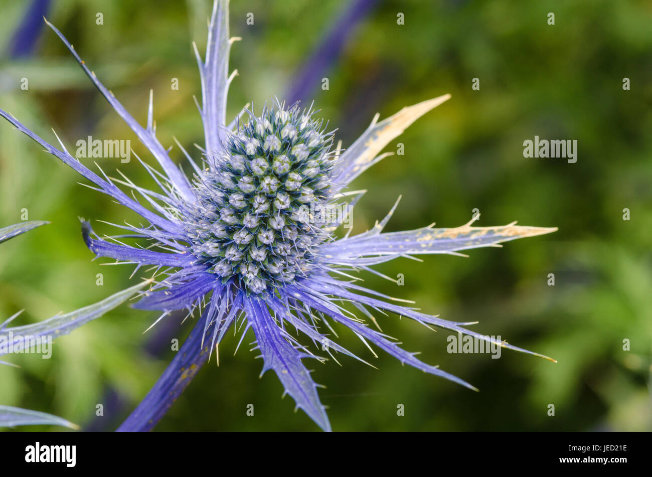 Sea Holly in Close up Stock Photo