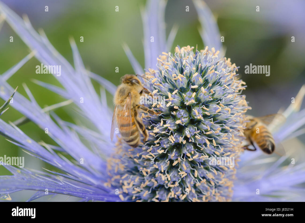 Sea Holly with bees in close up Stock Photo
