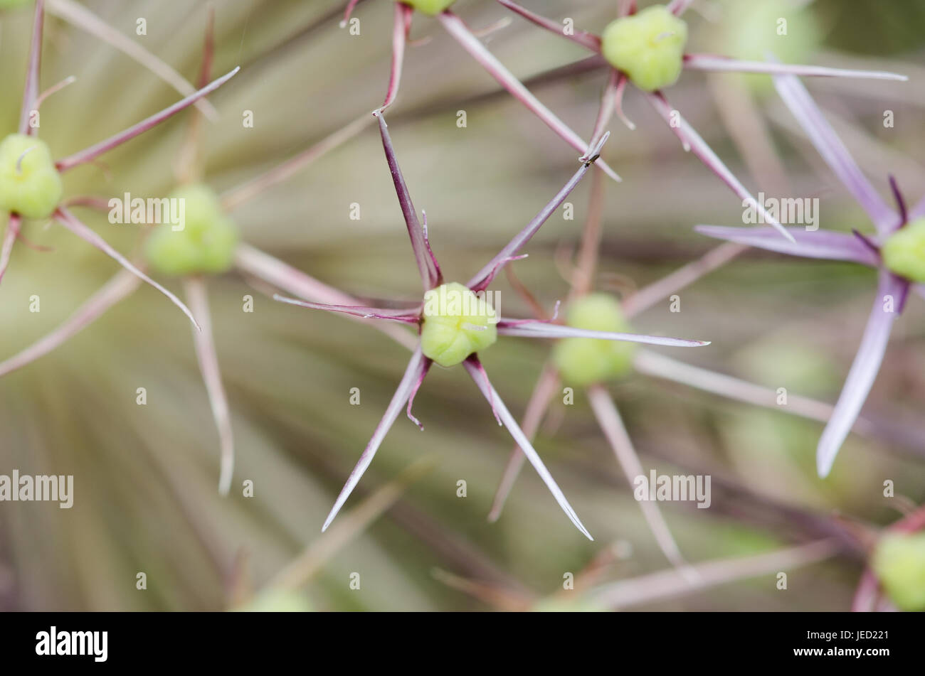 Alium Flower in extreme close up after flowering in abstract pattern Stock Photo