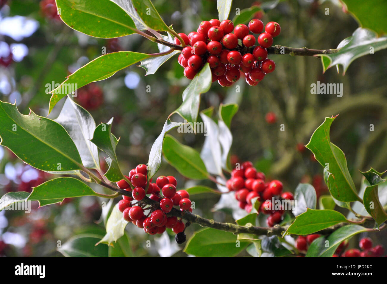 Holly berries hires stock photography and images Alamy