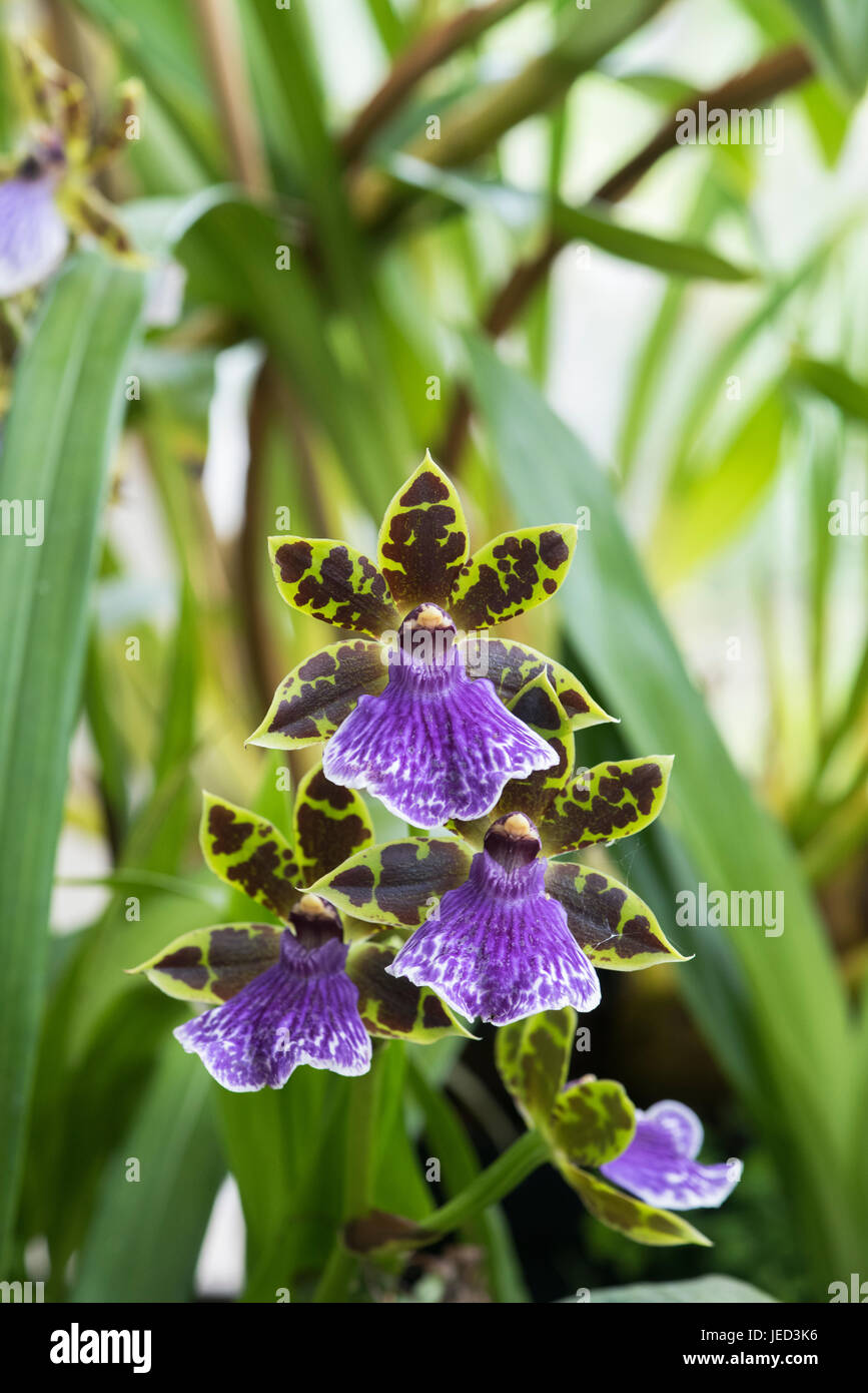 Zygopetalum James Strauss Orchid flowers Stock Photo