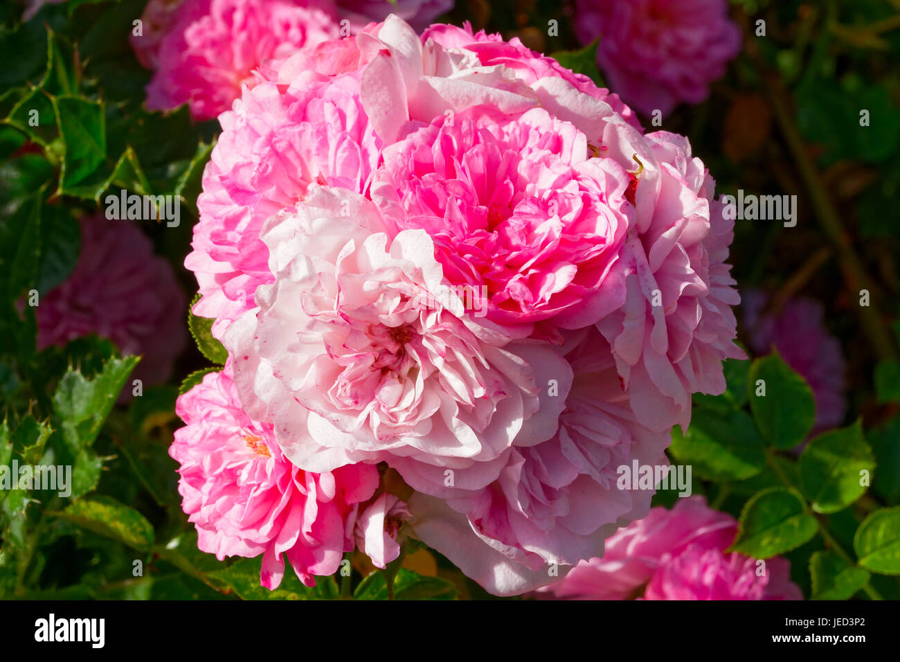 A cluster of pink and white rose flowers growing closely together Stock ...