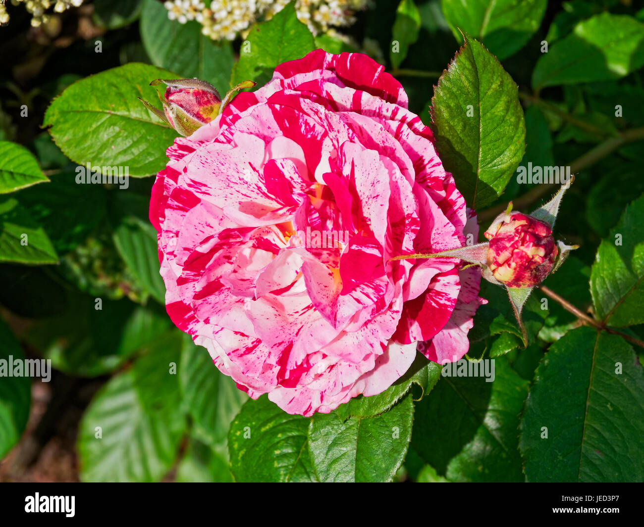 Nottinghamshire summer flower hires stock photography and images Alamy