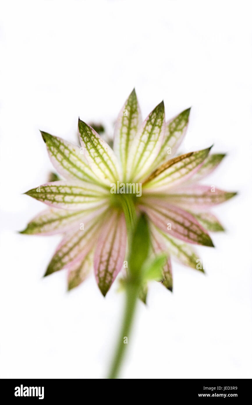 Close up of Astrantia flower Stock Photo