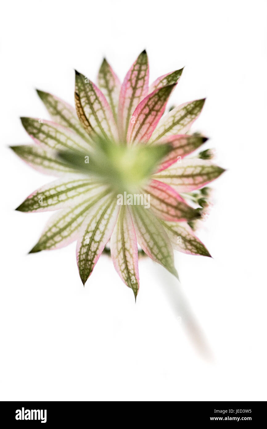 Close up of Astrantia flower Stock Photo