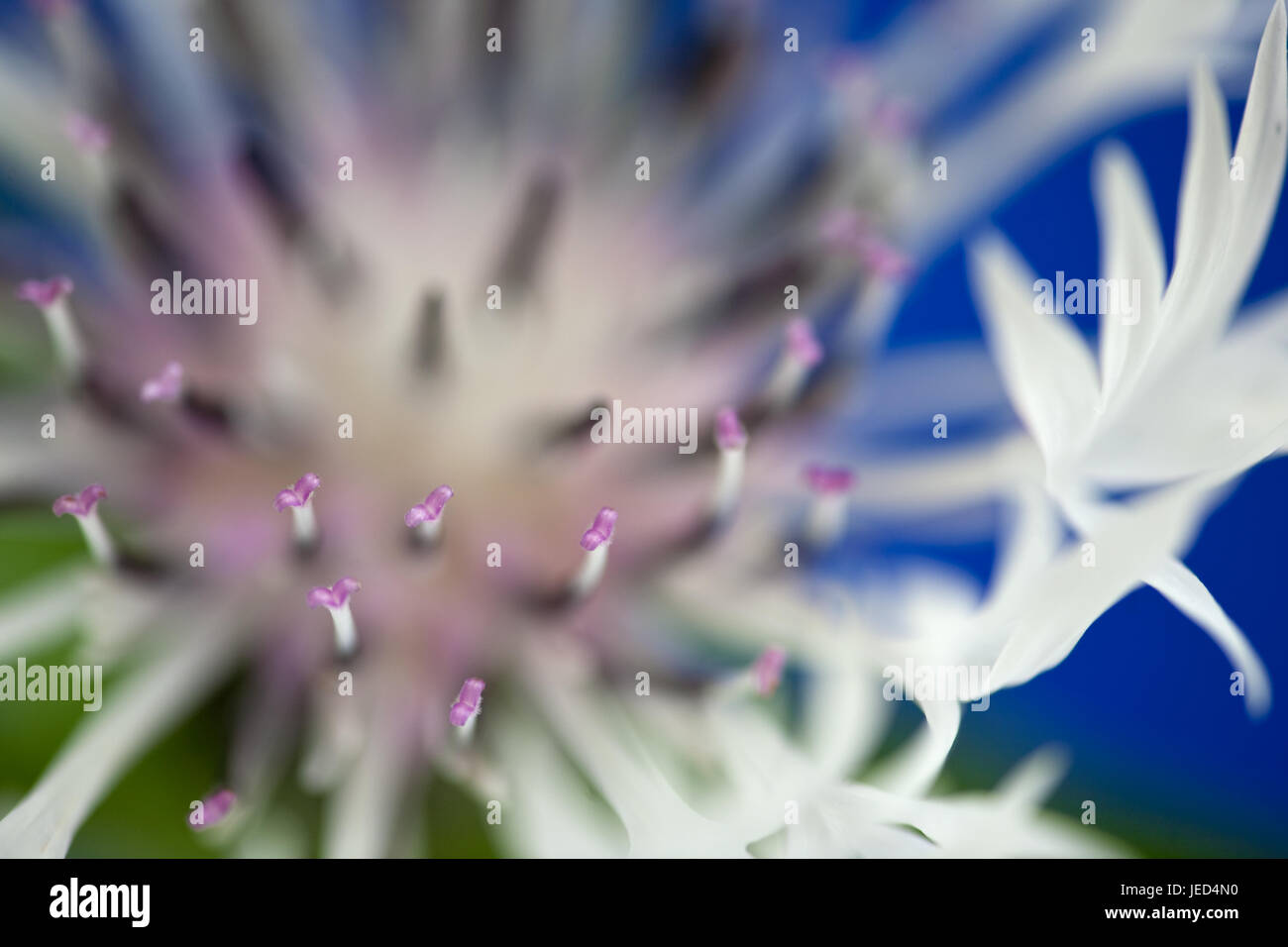 Close up study of Centaurea montana 'Alba' Stock Photo