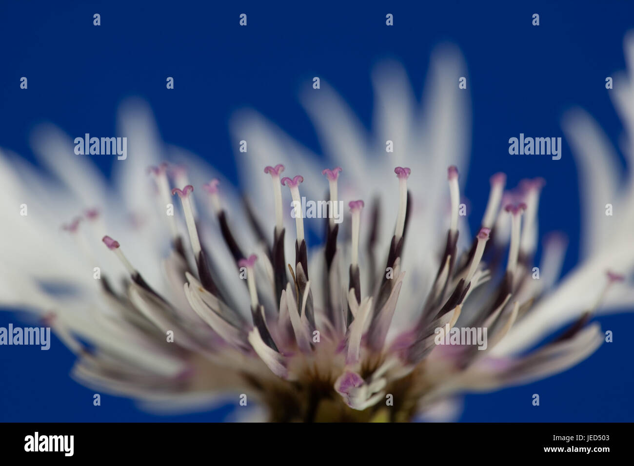 Close up study of Centaurea montana 'Alba' Stock Photo