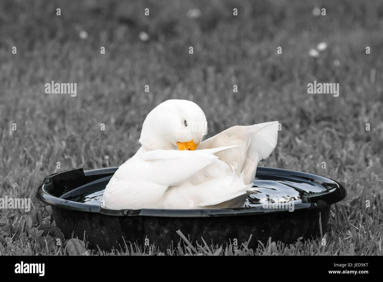 White Male Call Duck Stock Photo Alamy