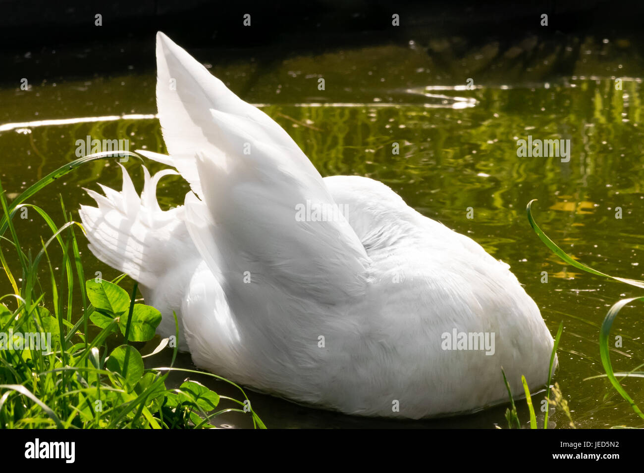 White Male Call Duck Stock Photo