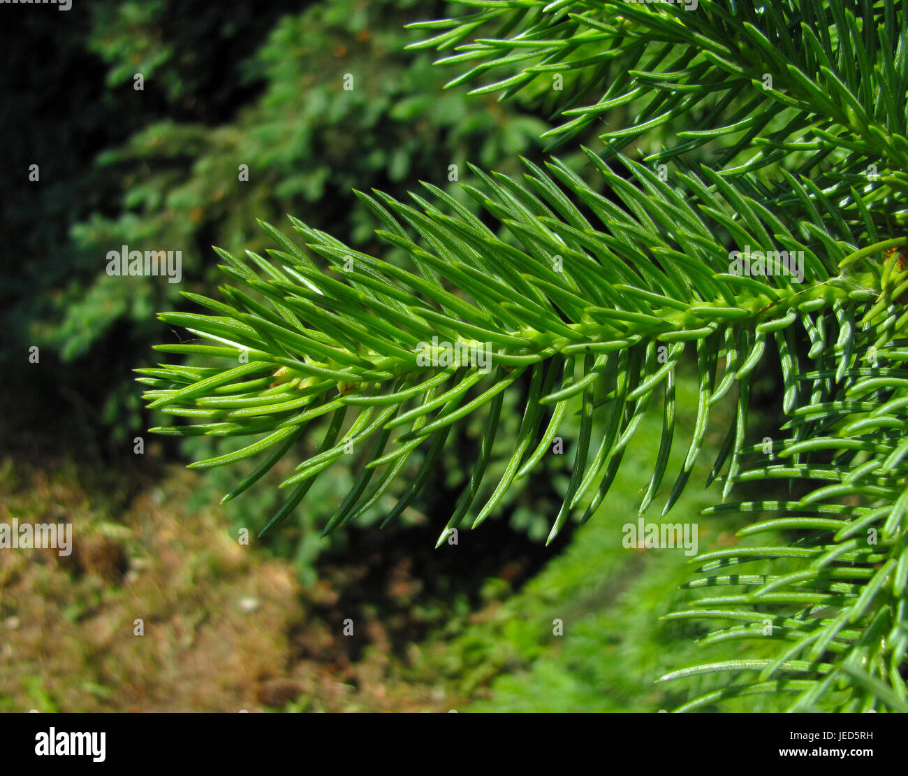 Spruce branches macro hi-res stock photography and images - Alamy