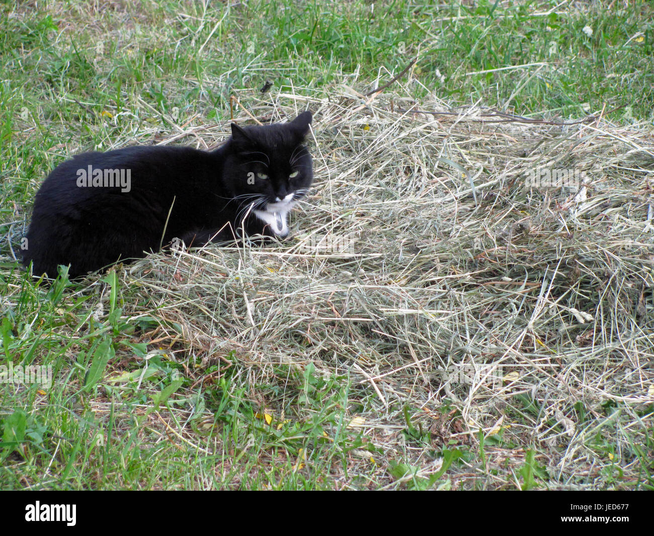 Black cat on grass hi-res stock photography and images - Alamy