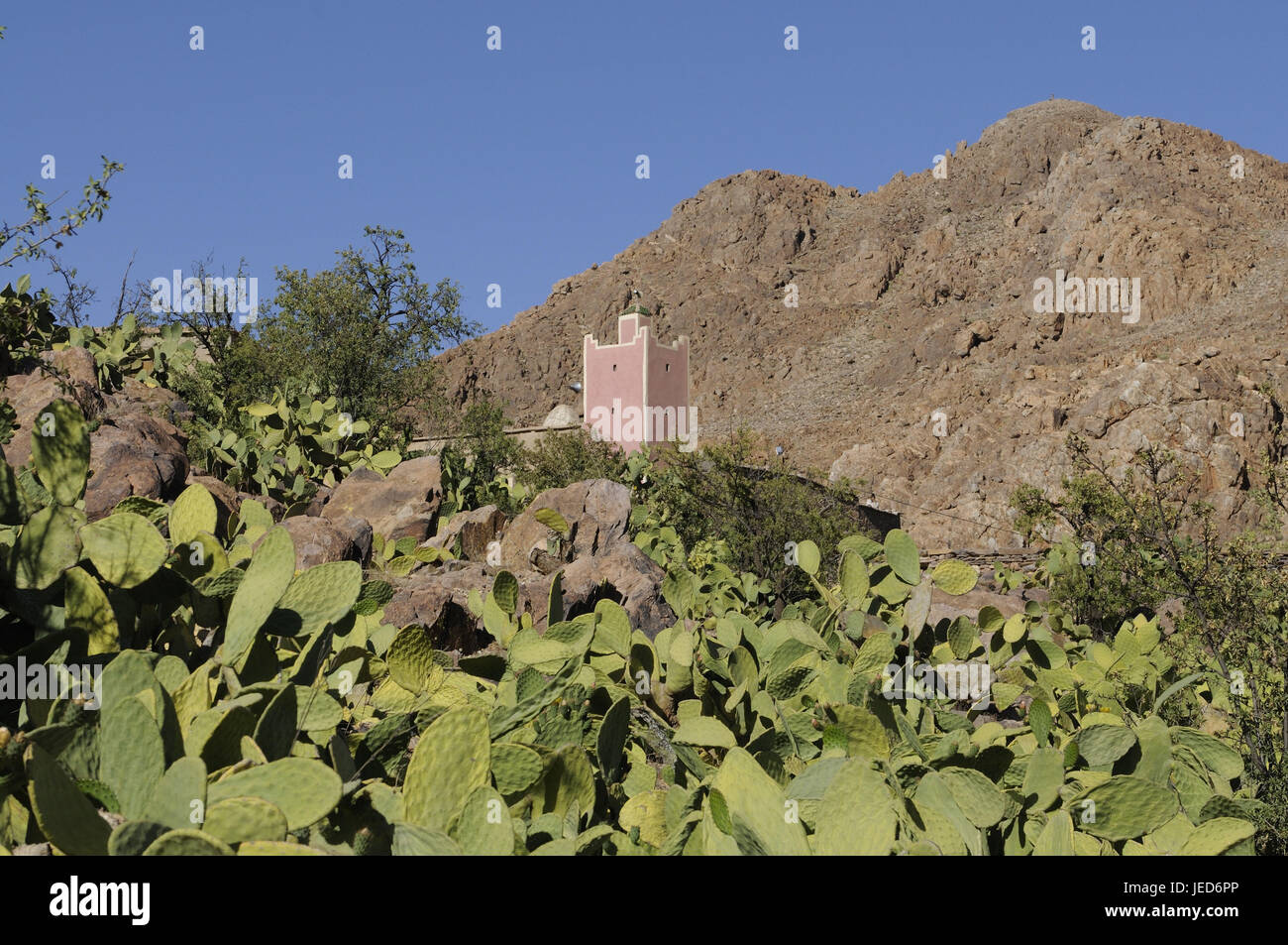 Mosque, cactus field, anti-atlas mountains, Morocco, Africa, Stock Photo