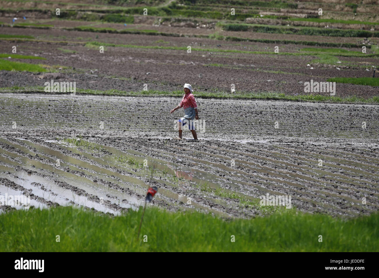 Farmer walks in rice field hi-res stock photography and images - Alamy
