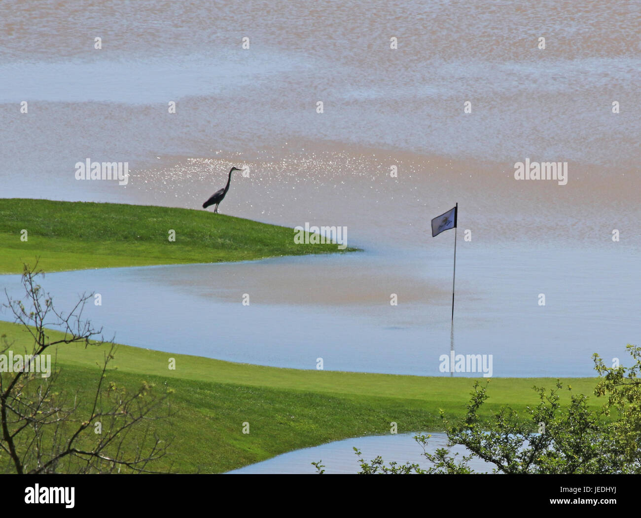 Kitchener, Ontario, Canada. 24th June, 2017. A Great Blue Heron wading near a badly flooded hole at Deer Ridge Golf Club caused by heavy rains overflowing the Grand River. Credit: Chris Hill/Alamy Live News Credit: Chris Hill/Alamy Live News Stock Photo