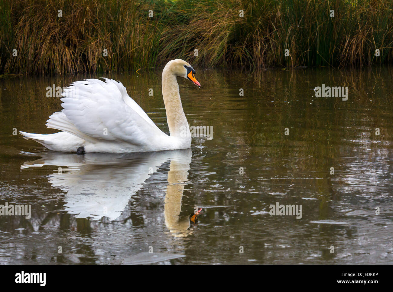 Swan swimming in icy pond, England, UK with reflection in ice and water Stock Photo