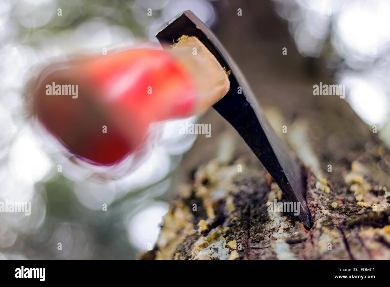 An ax is stuck in a tree in the forest Stock Photo