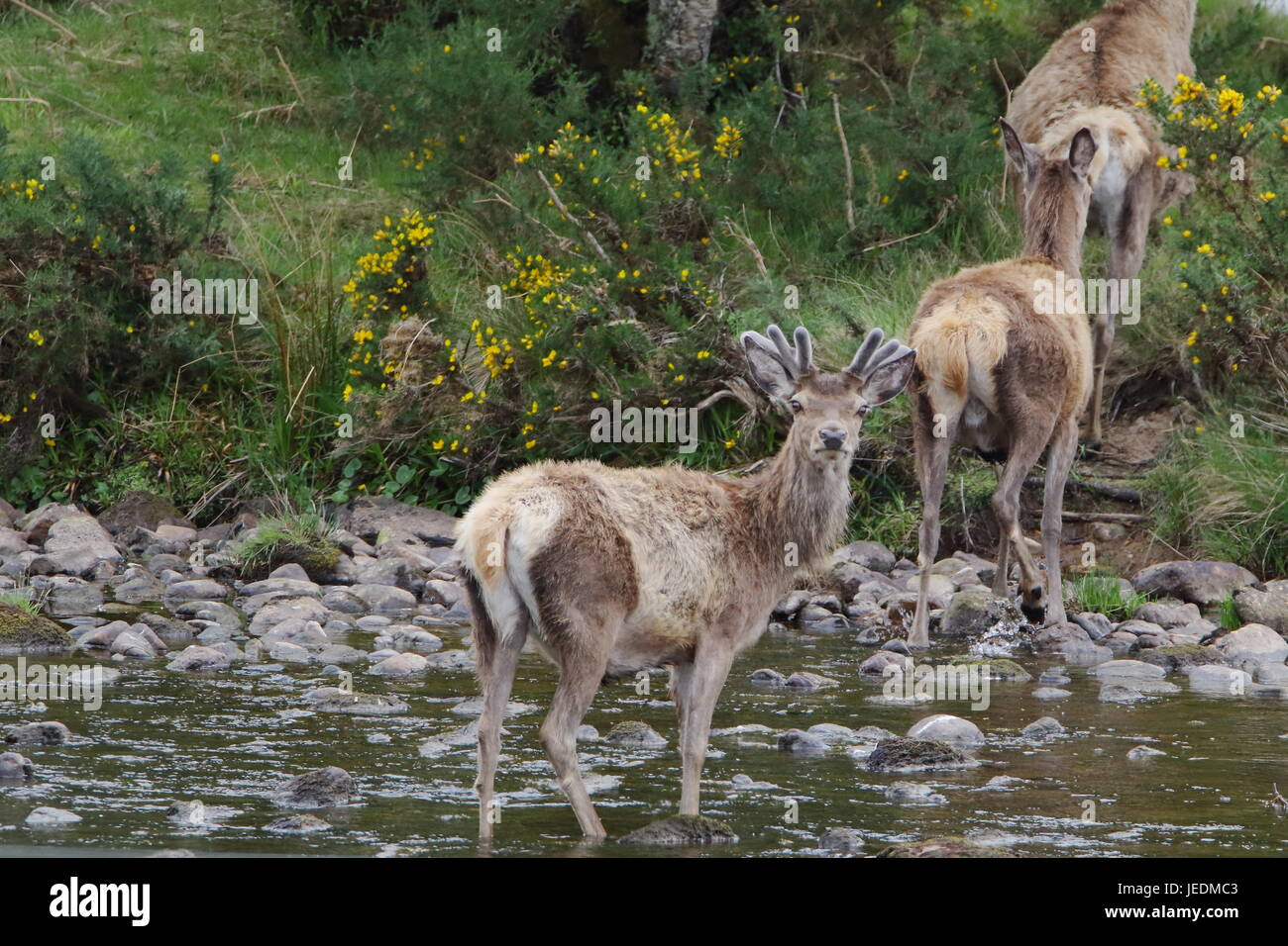 Wild red deer ( Cervus elaphus)  the banks of the Helmsdale river in Sutherland Scotland Stock Photo