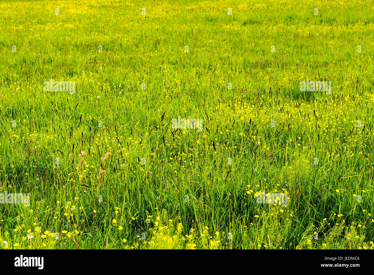 Summer field, green juicy grass, buttercups and dark spikelets Stock Photo