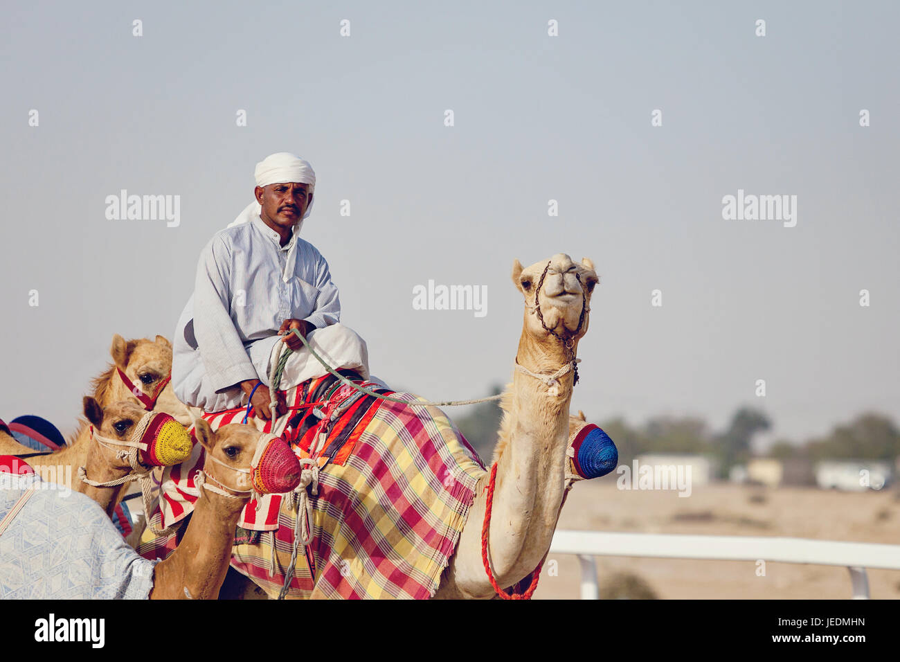 At the camel racetrack Al Shahaniya, Qatar Stock Photo