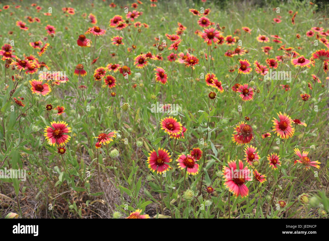 Field full of Indian Blanket flowers during spring in Texas Stock Photo