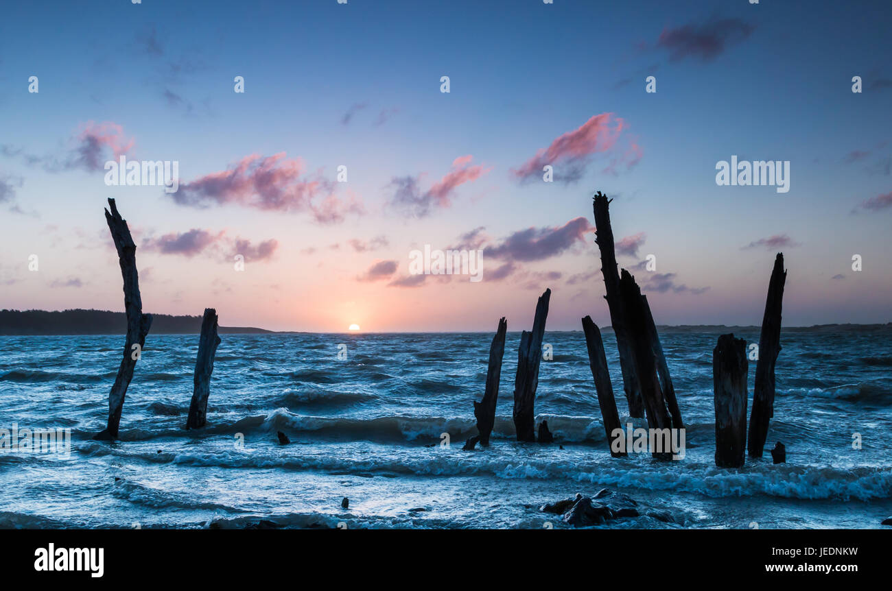 Remains of old trees hi-res stock photography and images - Alamy