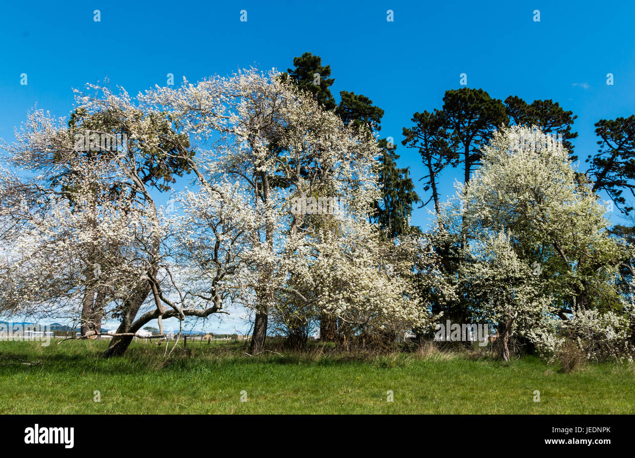 Old big trees but full of spring white blossom Stock Photo - Alamy