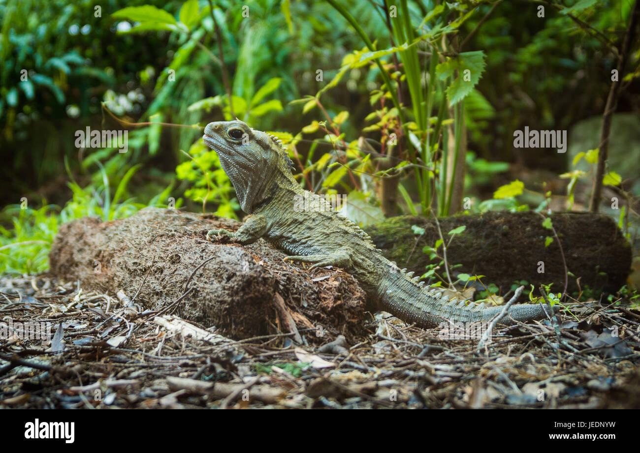Tuatara is a reptile of New Zealand dating back to the dinosaurs. Stock Photo