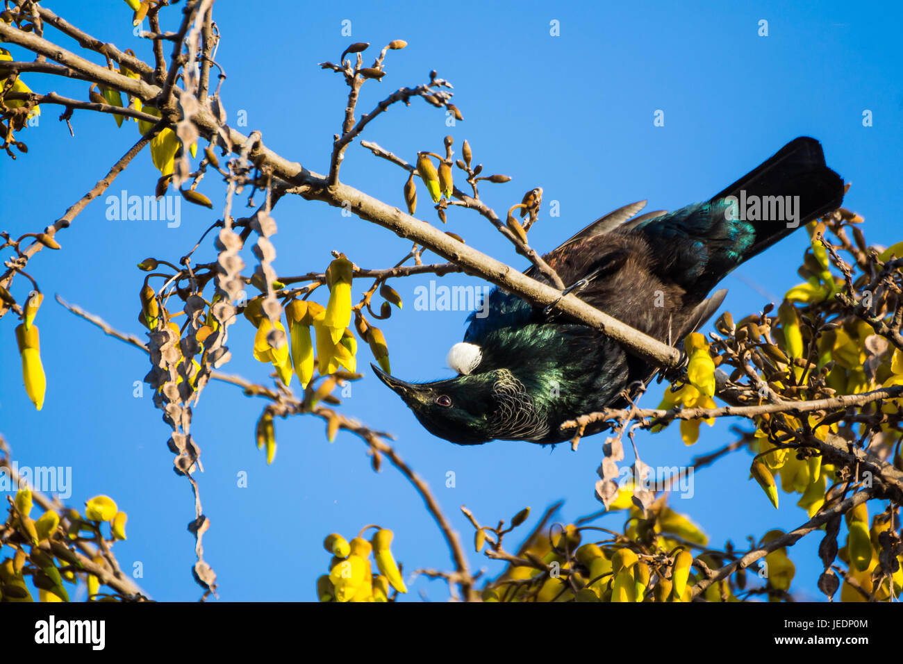 New Zealands native bird the Tui feeding on Kōwhai tree as it flowers in spring. Stock Photo
