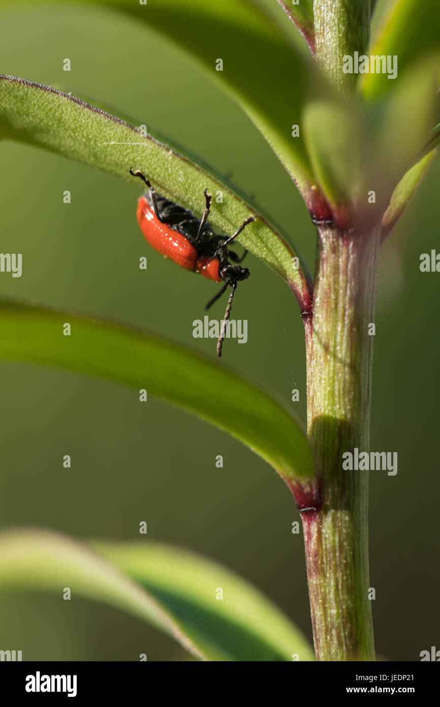 Scarlet lily beetle insect hi-res stock photography and images - Alamy