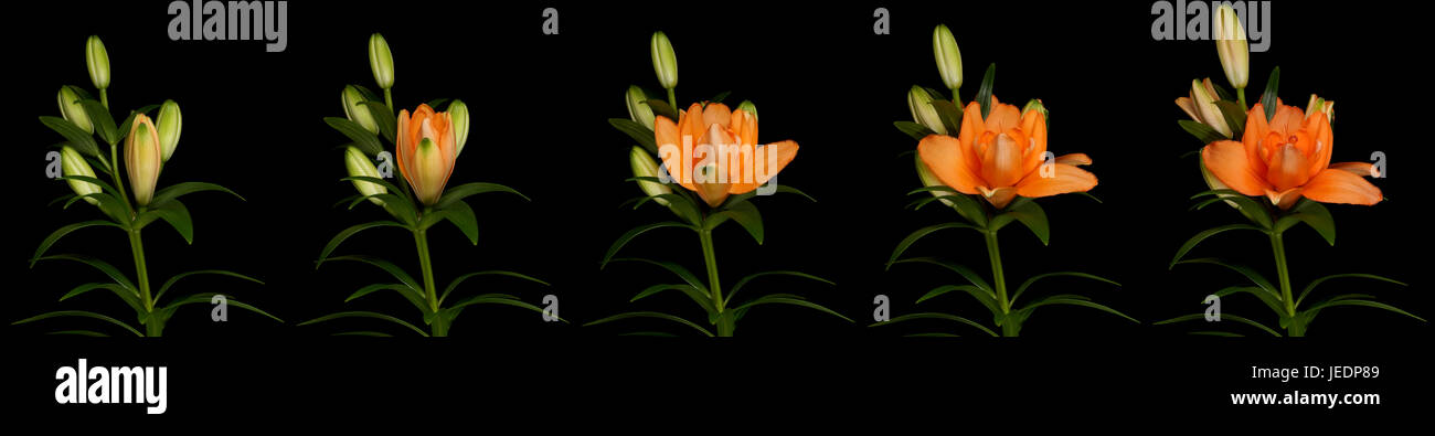 Orange lily time lapse series. Studio shot over black. Stock Photo