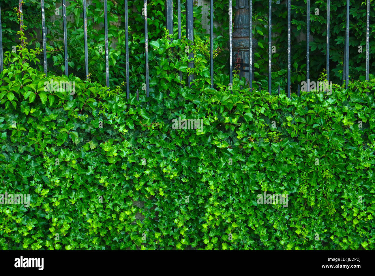 Lush brilliant green ivy vine crawl up a iron fence Stock Photo Alamy