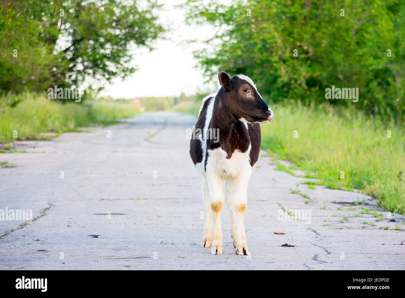 Black and white calf Stock Photo - Alamy
