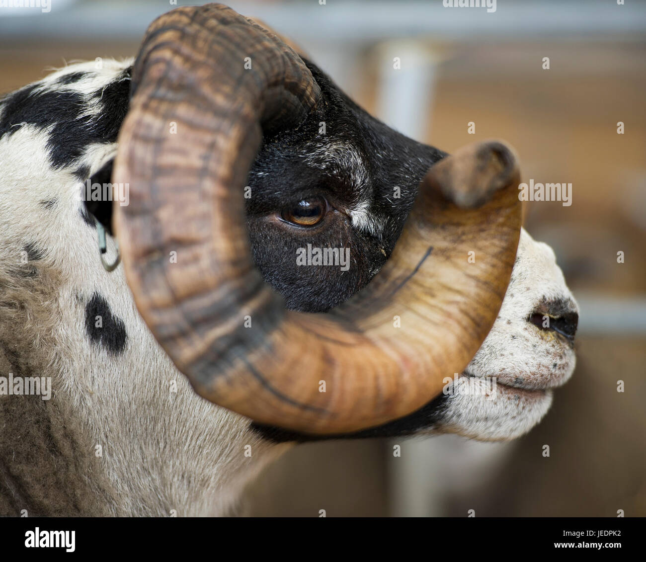 Agriculture, Sheep: Portrait of a  Blackface Ram at the Royal Highland Show, Ingliston, Edinburgh. Stock Photo