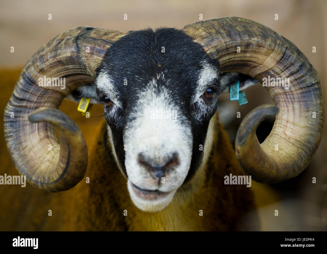 Agriculture, Sheep: Portrait of a  Blackface Ram at the Royal Highland Show, Ingliston, Edinburgh. Stock Photo