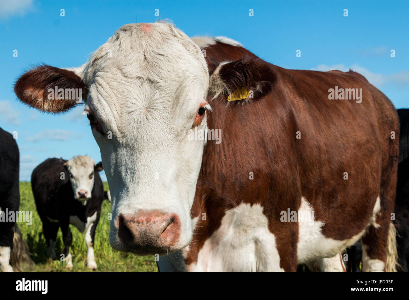 Closeup of hereford cow hi-res stock photography and images - Alamy